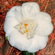 Vanilla Cream